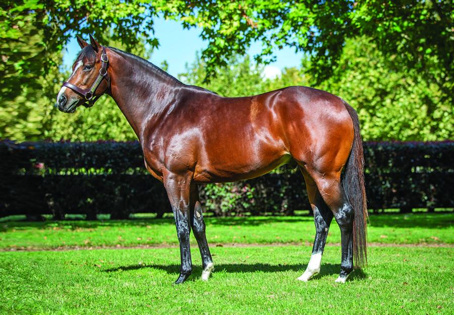 Group 1 Glory as Castelvecchio Charges Up the Sire Ranks