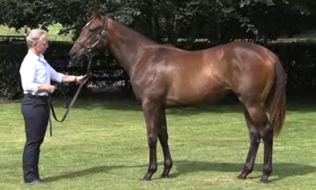 War Decree / Enchanted Light Filly