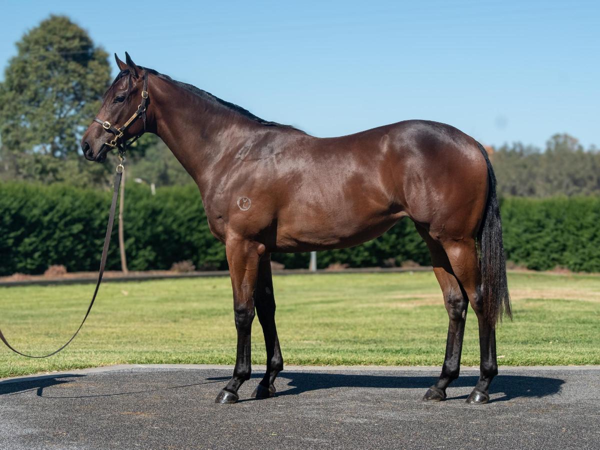 Oaks Royalty: Team lands Pierata filly out of Belle En Rouge