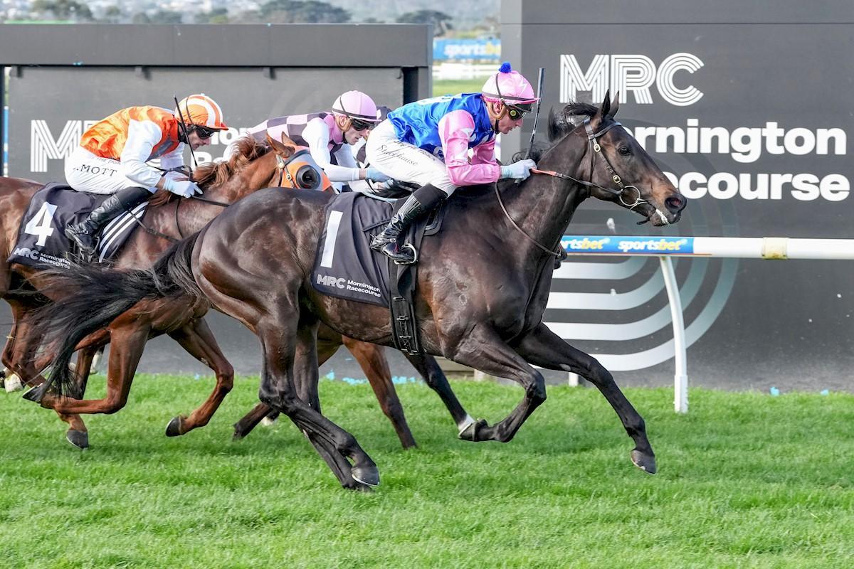 Gallant Prince Delivers Strong Win at Mornington