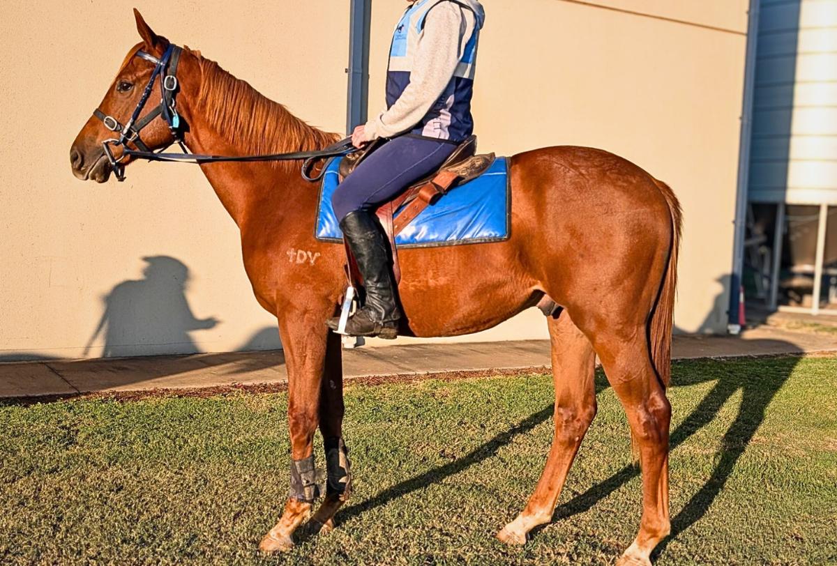 horse image