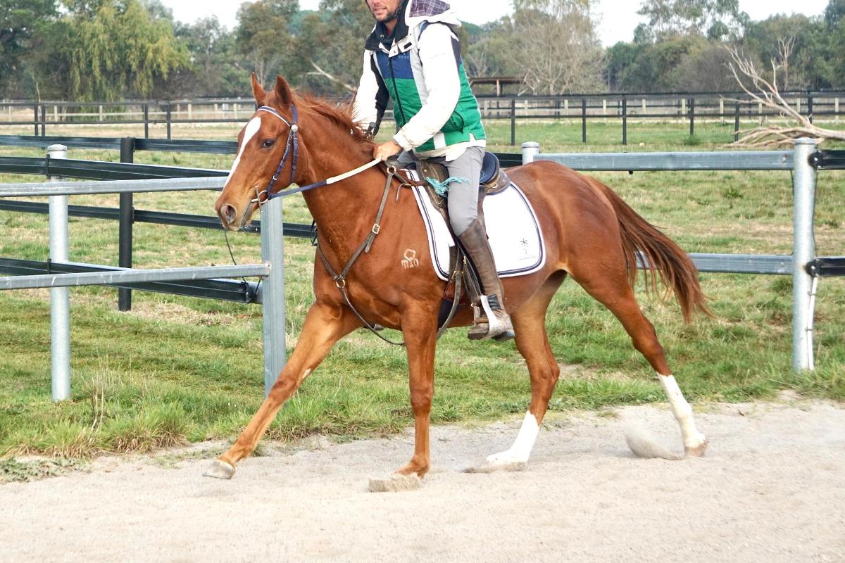 horse image