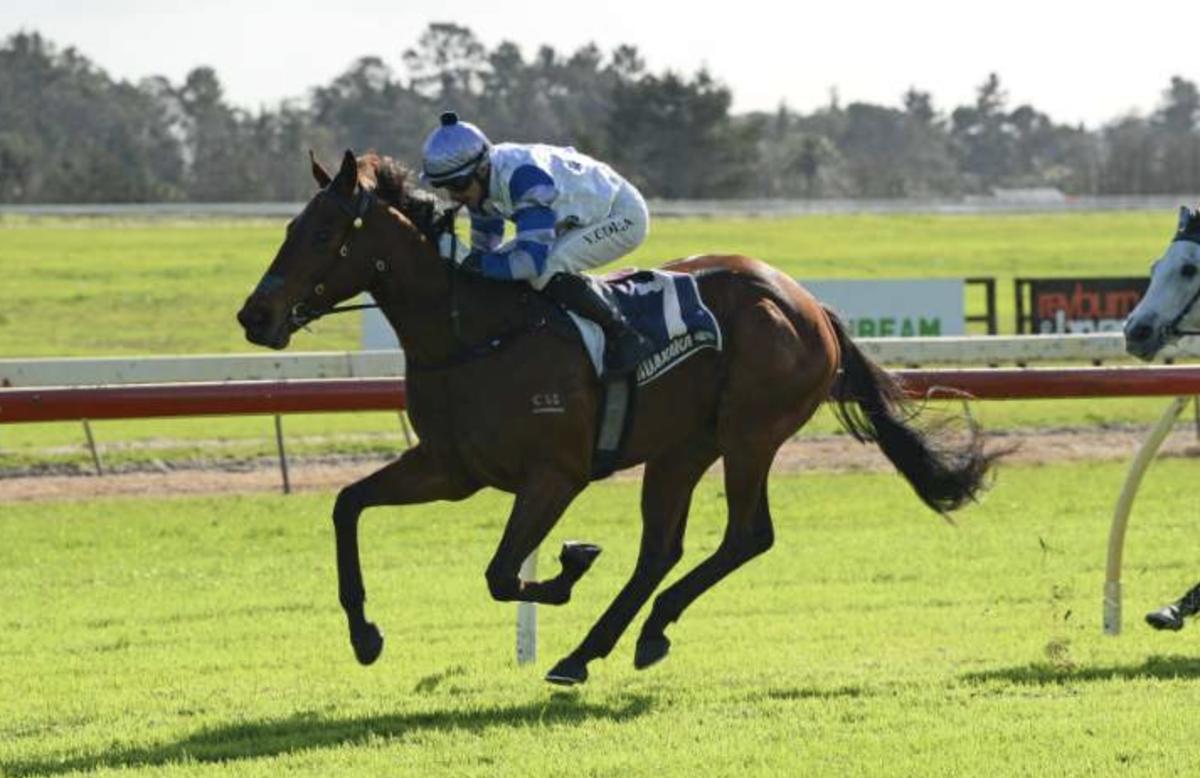 (homepage) (fierce-impact) Fierce Impact juvenile wins in New Zealand
