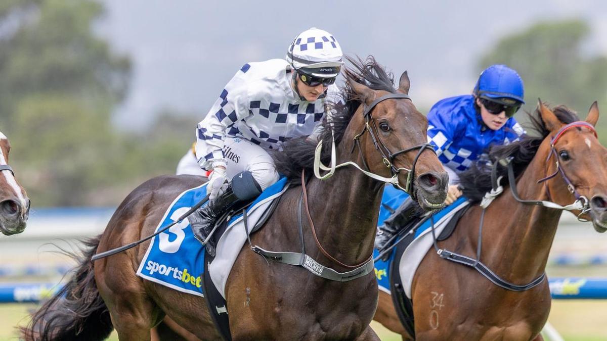 Clarken on Adelaide Cup Path with Komachi after Premier’s Plate Success