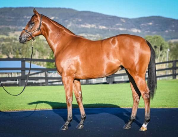 Perfect Debut for $1.3million I Am Invincible Filly