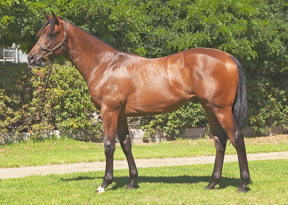 ‘Quality’ So You Think colt heads to Clarken and O’Shea