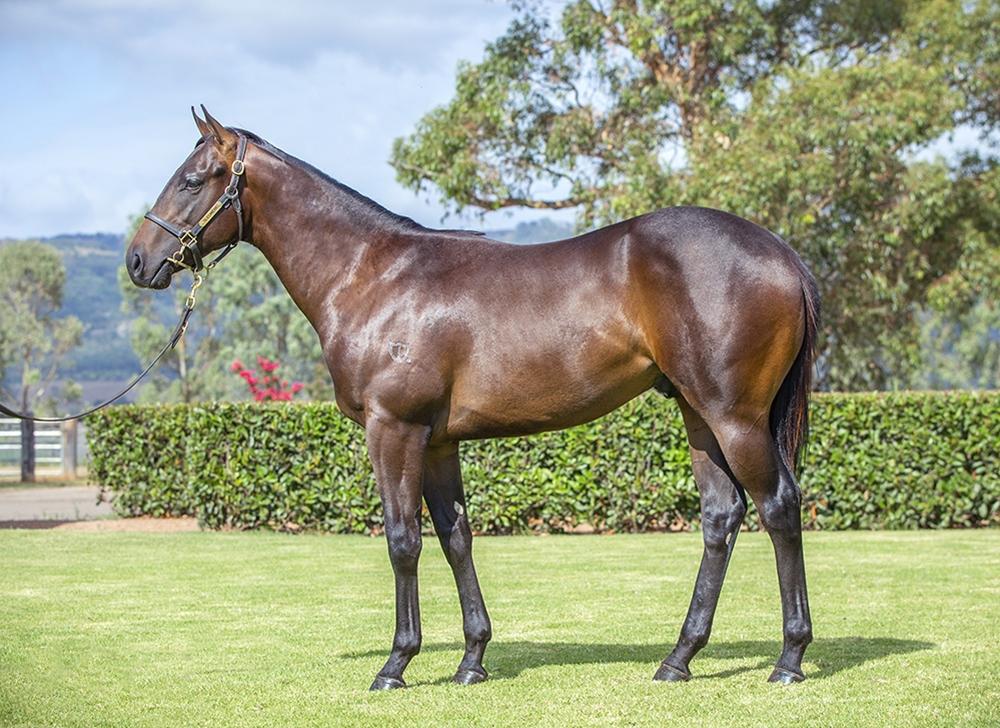 Jonker / Vibrant Rouge '24