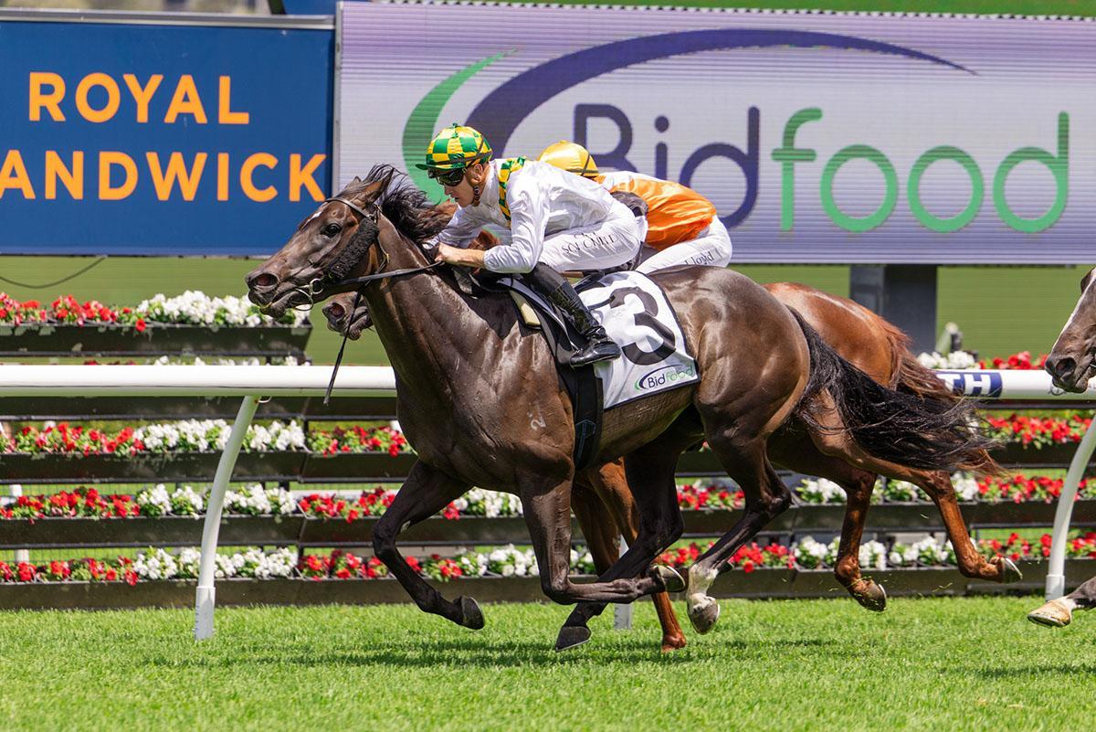 Unbeaten $2.2million Zoustar Filly Poised for Black Type in 2026