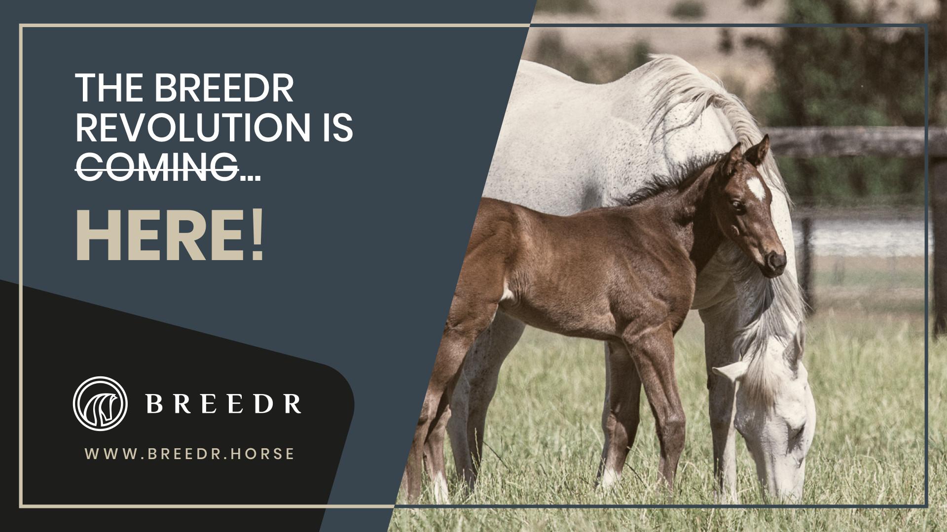 Announcing The New Breedr Platform: A Welcome Innovation For The ...