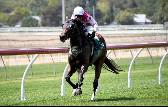 $600 Purchase Lands Divine Result In Wagga Super Maiden