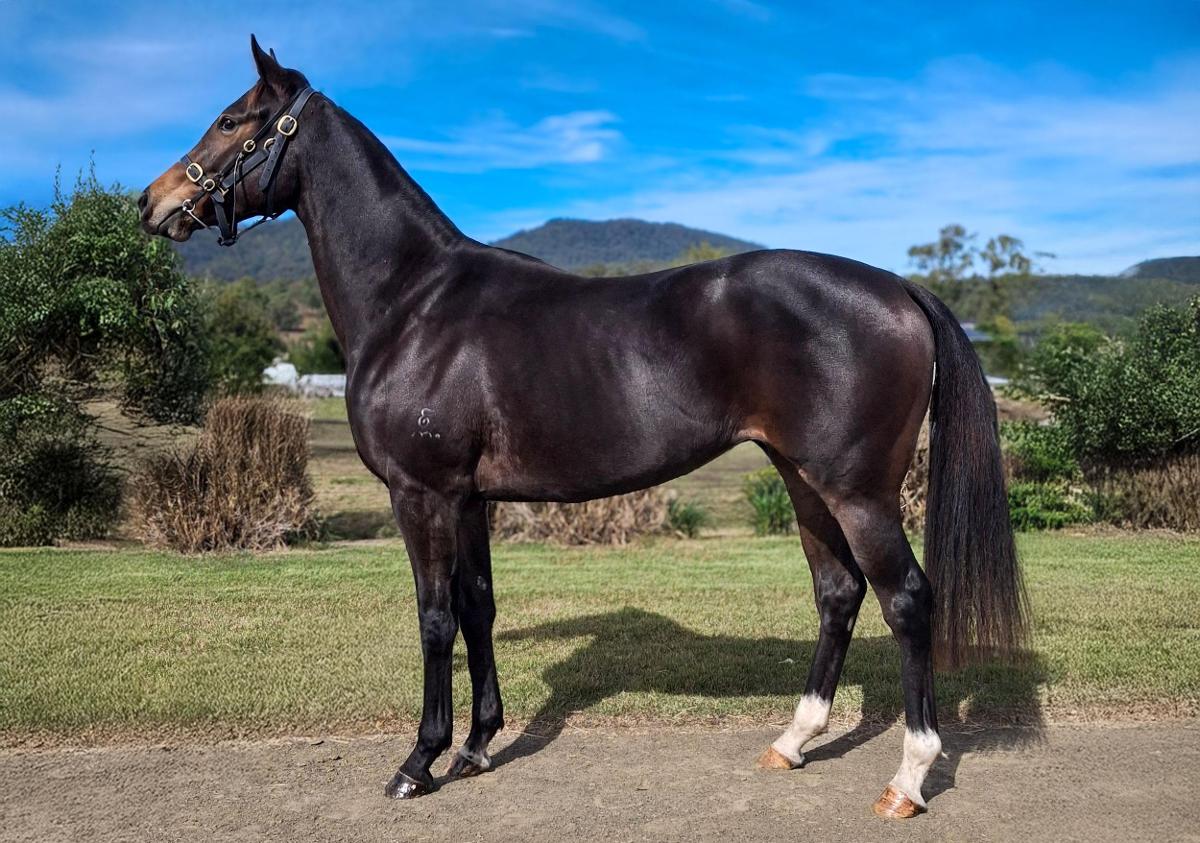 ダグラス　TORQUE HORSE Zig Zag Torque