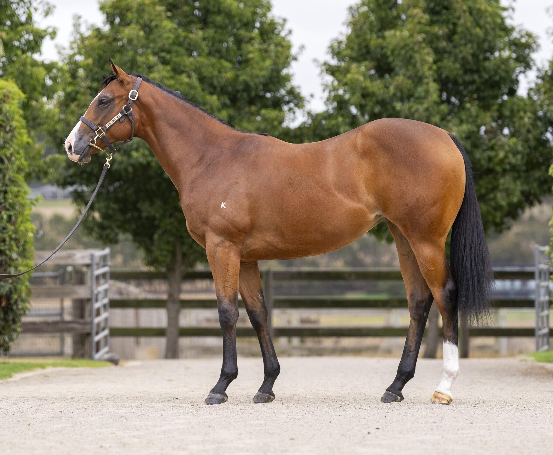 Spirit of Boom / Elderflower '24