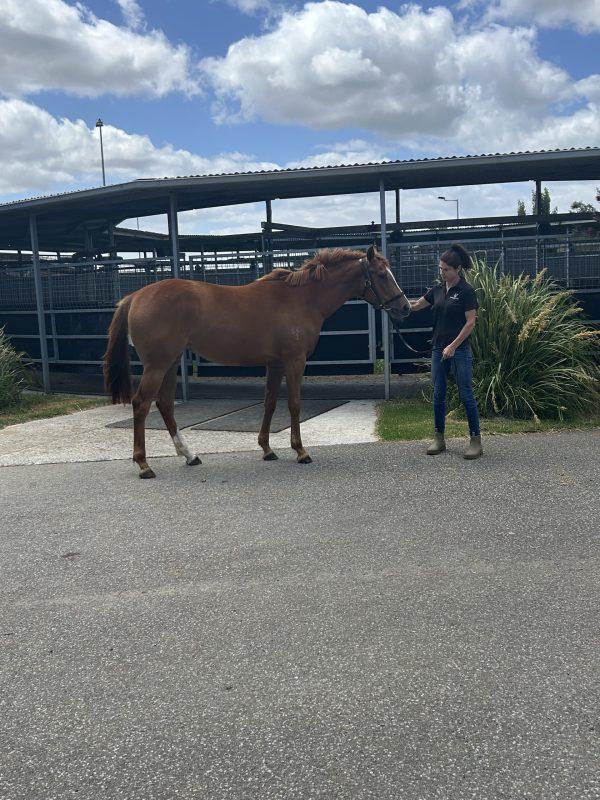 Avatar-HorsesAvailable