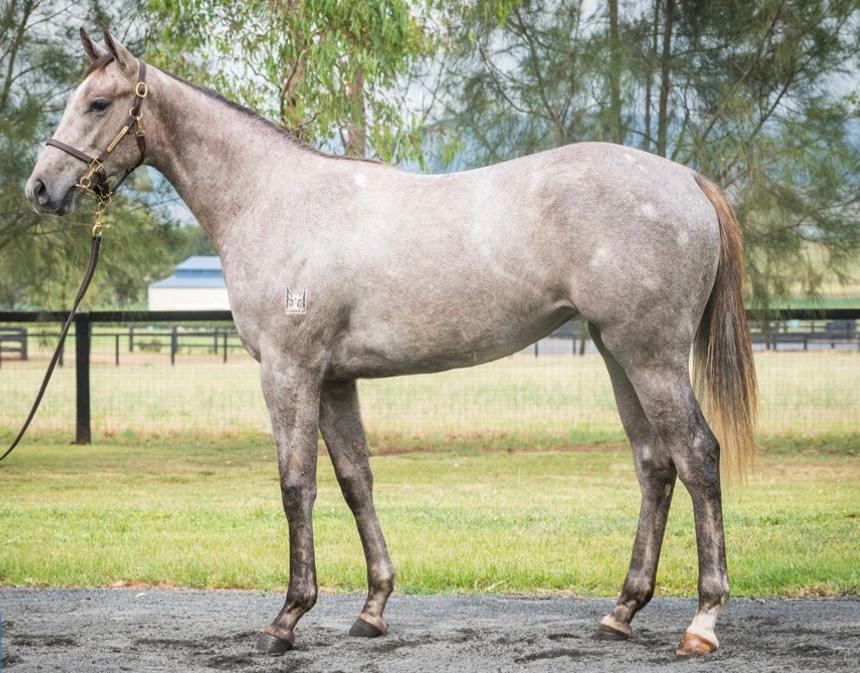 So Greysful wins at Mornington !