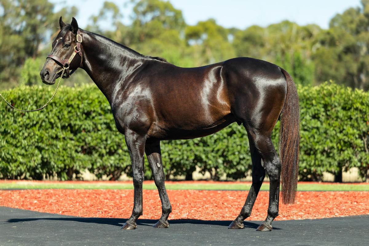 (homepage) (gold-trip) Let Gold Trip be your next Melbourne Cup & Classic sire