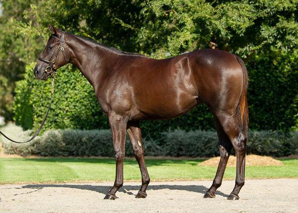 Amreekiyah - One to Watch From Kembla